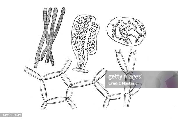 different types of bactreias - bacteriologist stock illustrations