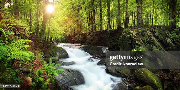 wasserfall auf dem mountain stream in misty forest - splashed water leaf stock-fotos und bilder