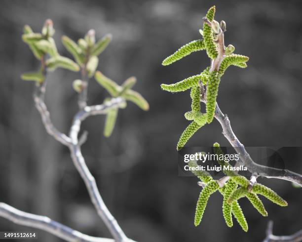 spring tree flowers - haselnussstrauch stock-fotos und bilder
