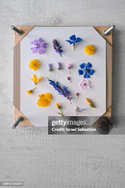 view from above of a table with a press with small colorful flowers placed before pressing. - herbarium stock pictures, royalty-free photos & images