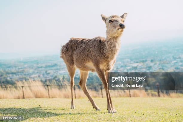 portrait of wild deer on grassy field on mount wakakusa, nara, japan. cityscape of nara city in background. - sikahert stockfoto's en -beelden