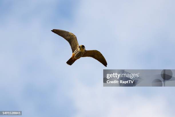 a hobby falcon flying - falco subbuteo stock pictures, royalty-free photos & images