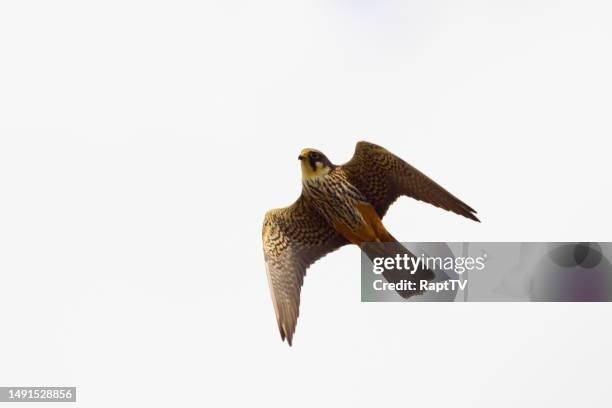 a hobby falcon flying - falco subbuteo stock pictures, royalty-free photos & images