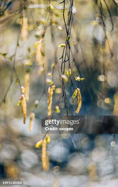 spring birch tree branches young green leaves foliage and birch earrings on blue bokeh sunset background. birch pollen in the air in spring. close-up. seasonal allergies. unselective focus. - berk stockfoto's en -beelden