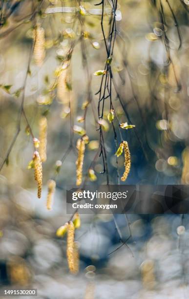 spring birch tree branches young green leaves foliage and birch earrings on blue bokeh sunset background. birch pollen in the air in spring. close-up. seasonal allergies. unselective focus. - birch stock pictures, royalty-free photos & images