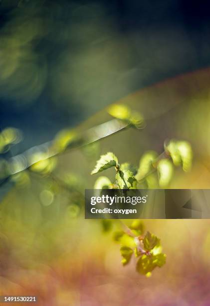 abstract spring blooming first green leaves on dark background - birch leaf stock pictures, royalty-free photos & images