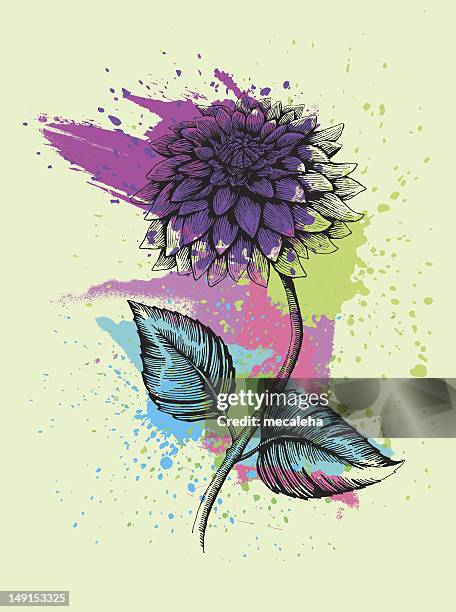 dahlia - dahlia stock illustrations