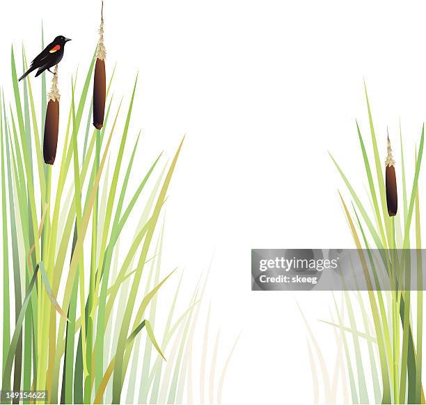 bildbanksillustrationer, clip art samt tecknat material och ikoner med cattails background - vass gräsfamiljen