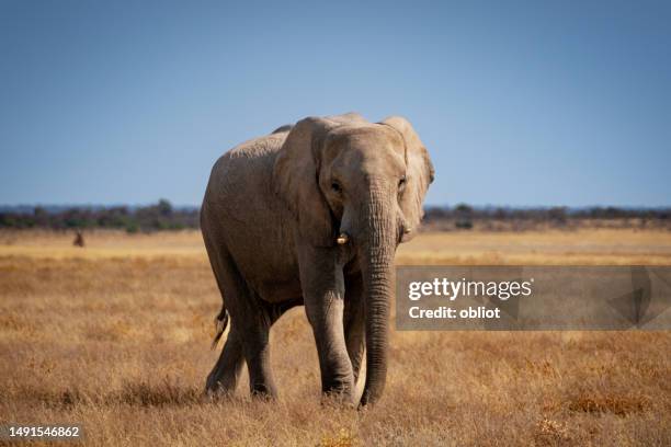 elephant - etosha national park - african elephant bildbanksfoton och bilder