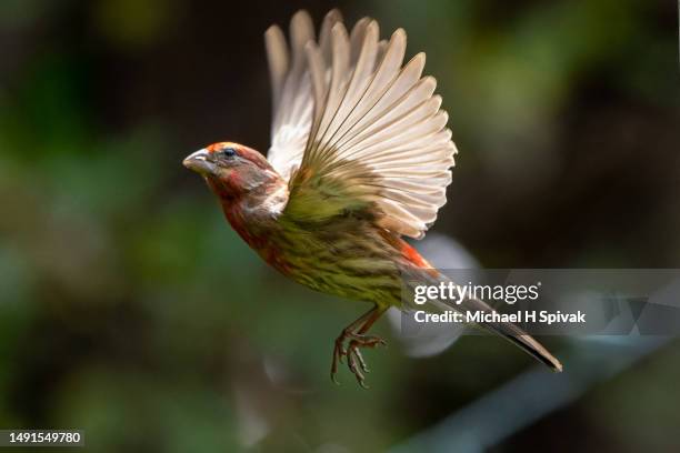 house finch - house finch stockfoto's en -beelden