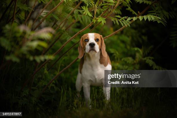 portrait of a beagle dog in a deciduous forest - heterochromatin stock pictures, royalty-free photos & images