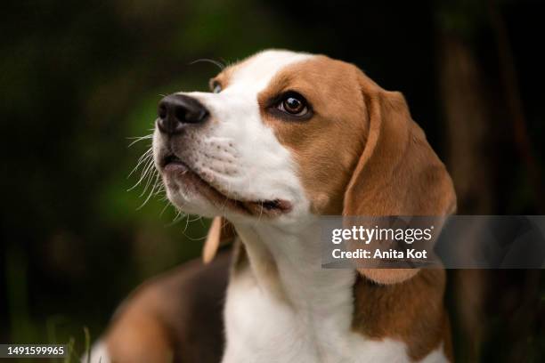 portrait of a beagle dog - beagle stockfoto's en -beelden