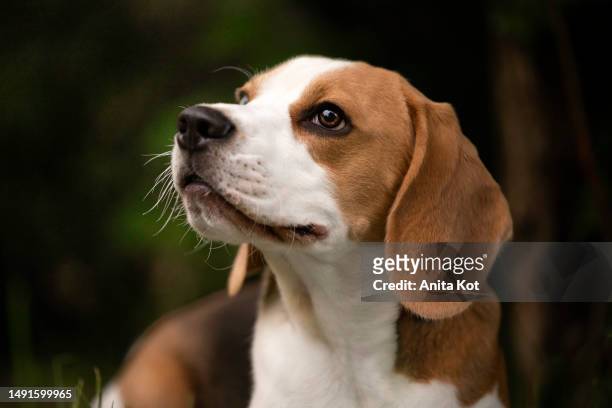 portrait of a beagle dog - beagle imagens e fotografias de stock