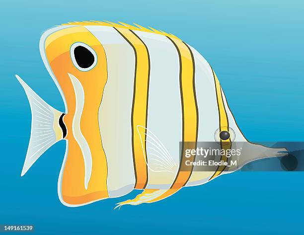 copperband butterflyfish / chelmon rostratus - butterflyfish stock illustrations