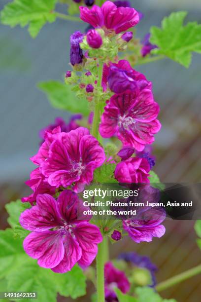 common mallow / malva mauritiana / malva sylvestris flower - kaasjeskruid stockfoto's en -beelden