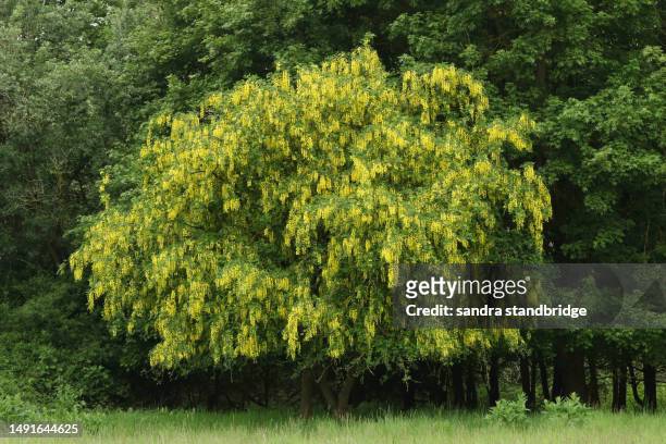 a laburnum tree, laburnum anagyroides, in full blossom. - laburnum anagyroides stock pictures, royalty-free photos & images