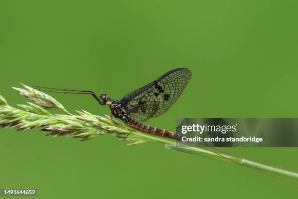 Mayfly Back View 901 The Mayfly Stock Photos, High-Res Pictures, and Images - Getty Images