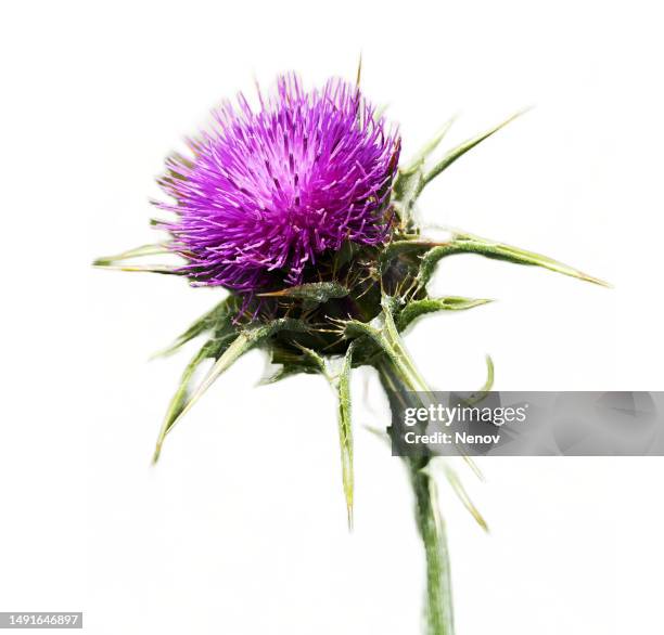image of milk thistle flowerhead on white background - green spiky plant stock pictures, royalty-free photos & images