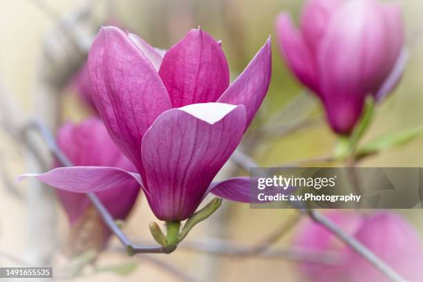 pink magnolia soulangeana. - magnolia flower stock-fotos und bilder