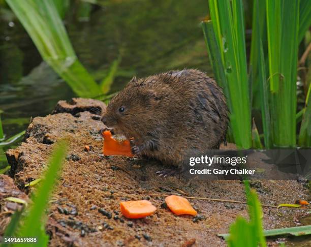 water vole [arvicola amphibius] - volea stock pictures, royalty-free photos & images