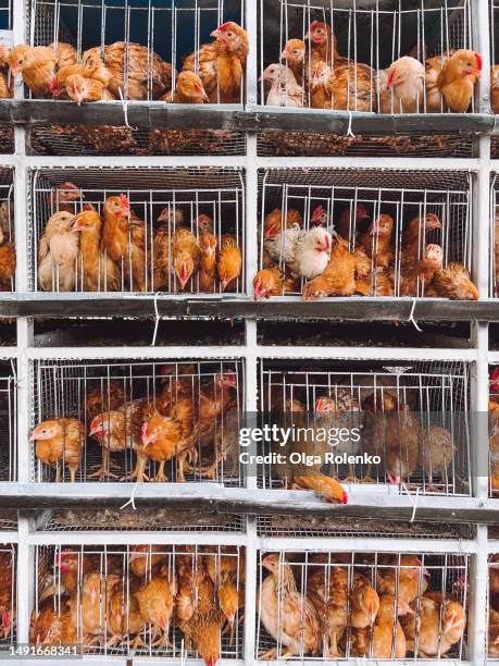 brown chickens in cages. chicken farm - caged farm animals stock pictures, royalty-free photos & images