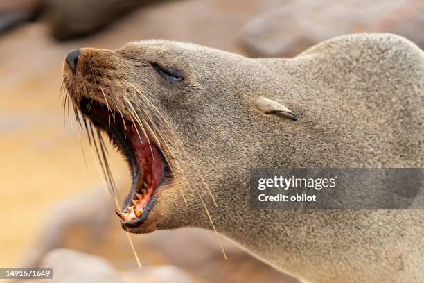 seal - cape cross, skeleton coast - animal teeth stock pictures, royalty-free photos & images