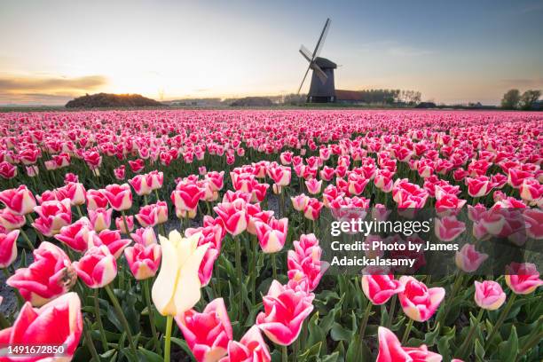 tulips and windmill - haarlem stock-fotos und bilder