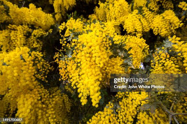flowering wattle bush. yellow flowers. south australia. - acacia flowers stock pictures, royalty-free photos & images