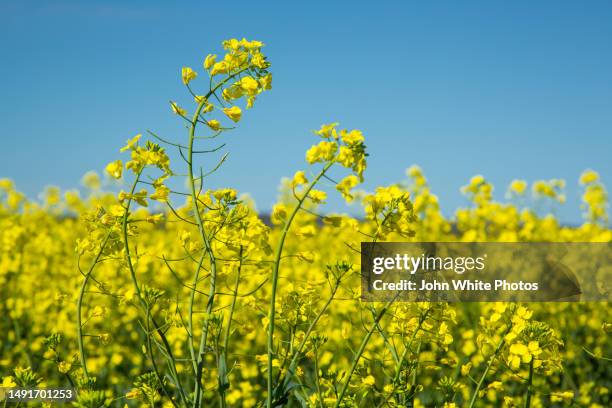 canola flowers. blue sky. - canola stock-fotos und bilder