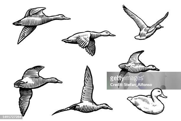 illustrations, cliparts, dessins animés et icônes de six dessins vectoriels de canard volant plus un assis - canards