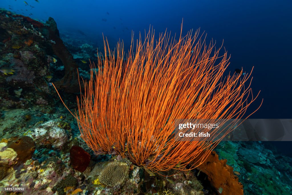 Beauty of the Reef: Majestic Ellisella Whip Coral, Nusa Laut, Indonesia