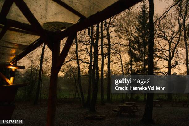 sunset in the woods, after a hail storm - schemering stock-fotos und bilder