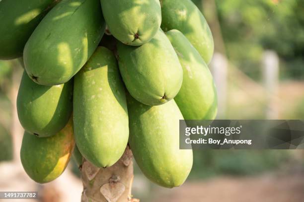 close up of papaya growing on papaya tree. papaya contains a rich amount of vitamin c and lycopene. - albero di papaya foto e immagini stock
