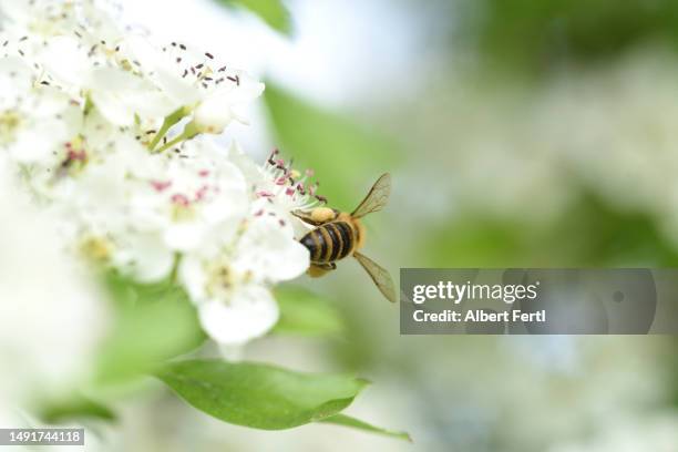 bee on a blooming branch - hagtorn bildbanksfoton och bilder