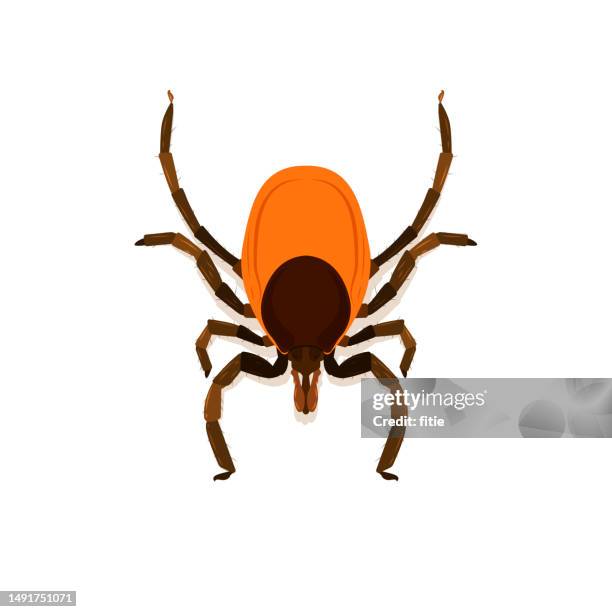 illustrazioni stock, clip art, cartoni animati e icone di tendenza di illustrazione vettoriale piatta del segno di spunta, illustrazione altamente dettagliata del segno di spunta del colore. - acaro