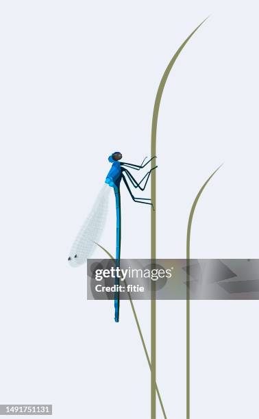 ilustraciones, imágenes clip art, dibujos animados e iconos de stock de ilustración vectorial de una hermosa libélula sentada en la hierba en un prado, primer plano de caballito del diablo en la planta. - damselfly