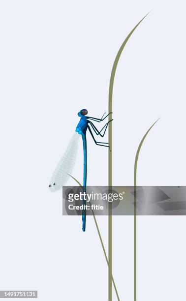 illustrations, cliparts, dessins animés et icônes de illustration vectorielle d’une belle libellule assise dans l’herbe dans un pré, gros plan d’une demoiselle sur une plante. - libellule