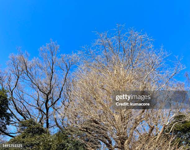 trees in winter season - autumnal forest trees japan stockfoto's en -beelden