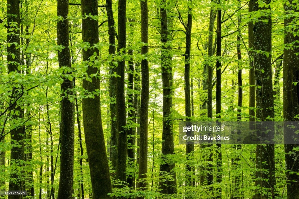 Springtime in the beech forest