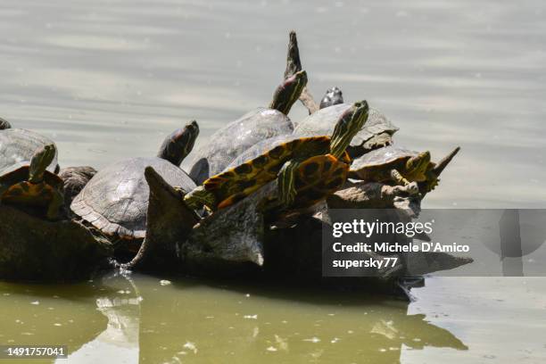 trachemys scripta - pond slider - especies introducidas fotografías e imágenes de stock