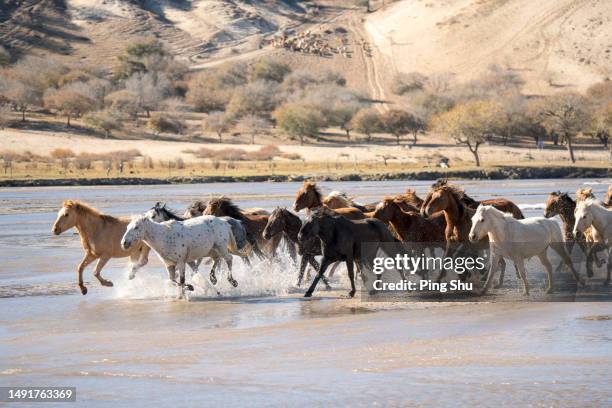 herds of horses running in the water - stallion running stock pictures, royalty-free photos & images