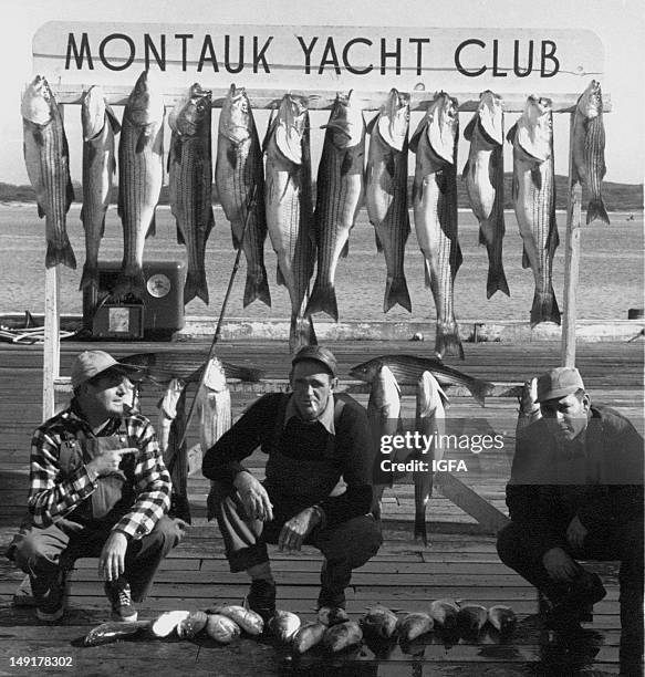 Three men pose on dock with a group of striped bass caught at the Montauk Yacht Club in Montauk, New York circa 1950.
