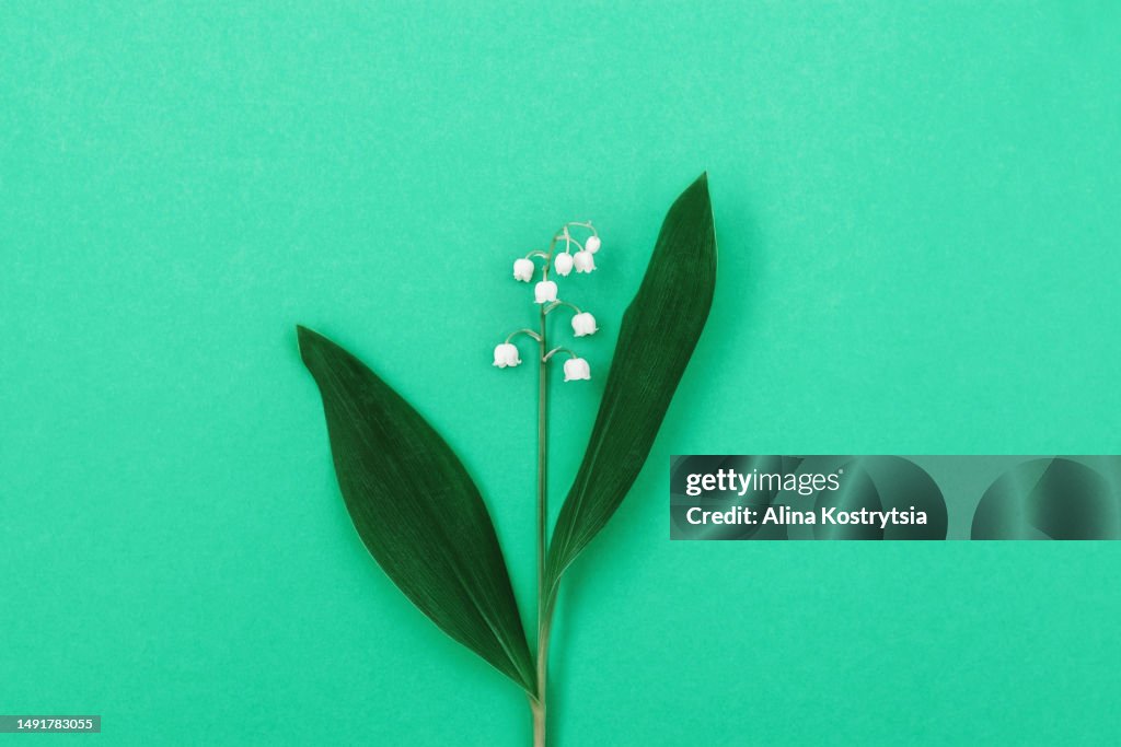 Elegant lily of valley flower on green background