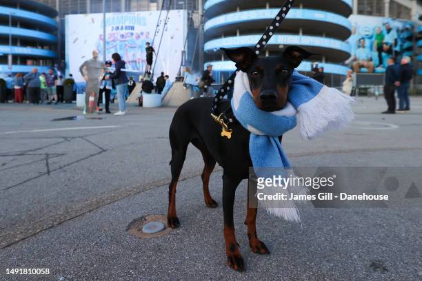 Manchester Terrier is seen wearing a blue and white scarf outside the stadium as Manchester City supporters celebrate their side winning the Premier...