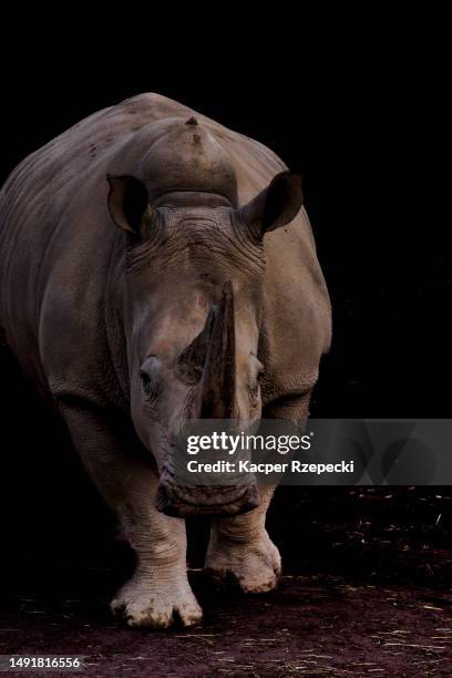 portrait of a rhinoceros walking with a black background - great indian rhinoceros stockfoto's en -beelden