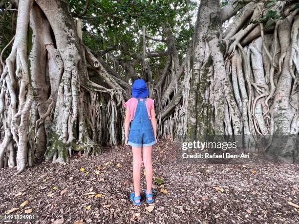 young girl standing under and looking at woody ficus tree shrubs and vines - ficus tree stock pictures, royalty-free photos & images