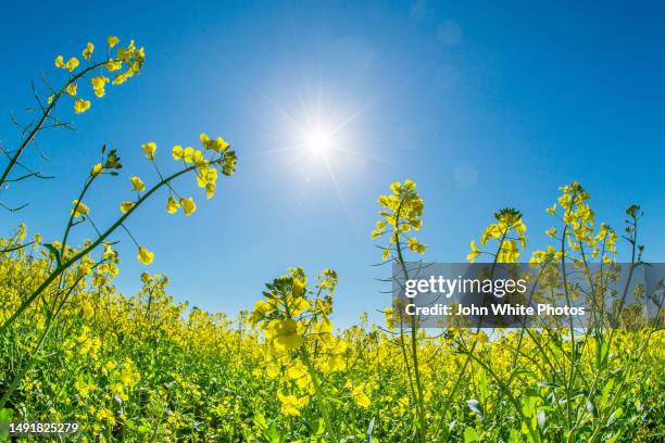 canola flowers with blue sky and sun shining in the background. copy space. - canola imagens e fotografias de stock