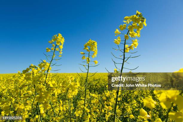 canola flowers with blue sky in the background. copy space. - brassica rapa stock pictures, royalty-free photos & images