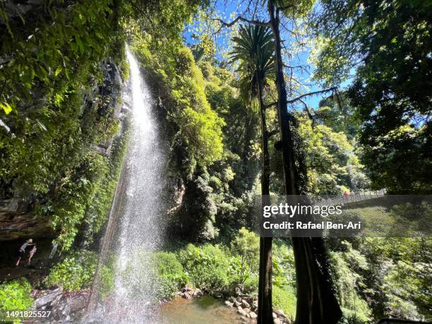 crystal shower falls in a rain forest near dorrigo new south wales australia - gematigd regenwoud stockfoto's en -beelden