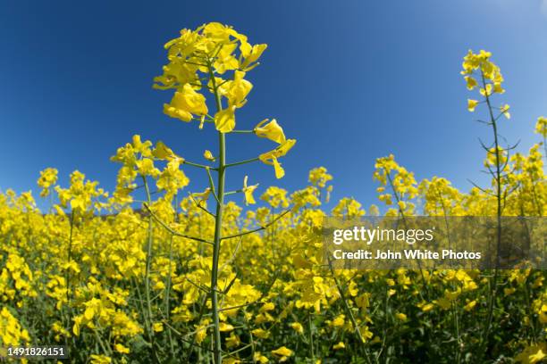 canola crops. eyre peninsula. south australia. yellow flowers and blue sky with copy space. - brassica rapa stock pictures, royalty-free photos & images